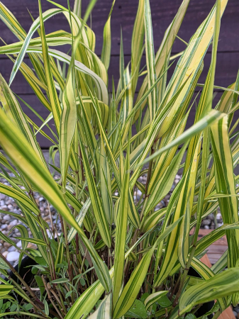 Hakonechloa macra – Iarbă ornamentală japoneză decorativă pentru grădină [2]