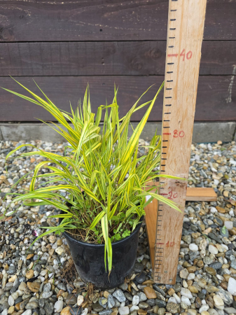 IERBURI ORNAMENTALE ȘI BAMBUS - Hakonechloa macra – Iarbă ornamentală japoneză decorativă pentru grădină