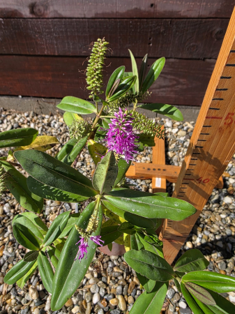 Hebe ornamental cu frunze verzi si flori mov – Arbust decorativ veșnic verde pentru grădină și terasă 40-60cm [2]