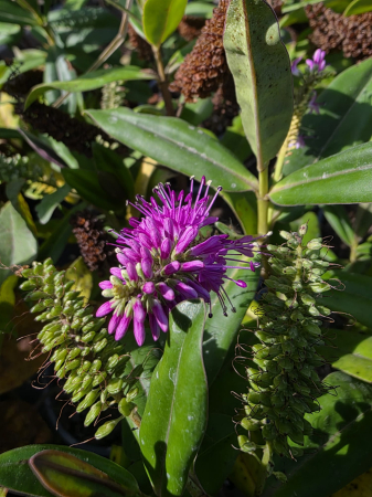 Arbuşti ornamentali - Hebe ornamental cu frunze verzi si flori mov – Arbust decorativ veșnic verde pentru grădină și terasă 40-60cm