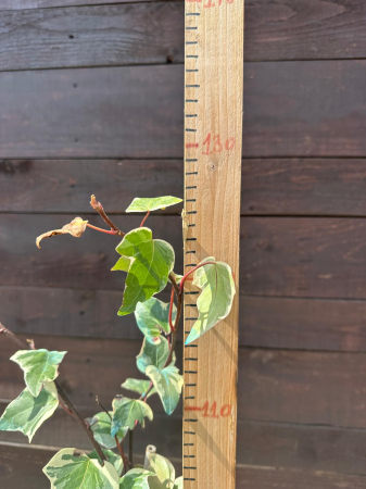 Hedera algeriensis 'Gloire de Marengo' – Iederă variegată ornamentală 100-120cm [1]