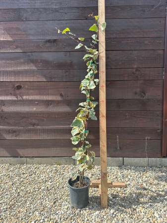 PLANTE PENTRU ZONE UMBRITE - Hedera algeriensis 'Gloire de Marengo' – Iederă variegată ornamentală 100-120cm