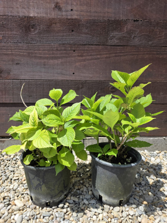 PERENE - Hortensie – Arbust ornamental cu flori mari, ideale pentru grădini elegante