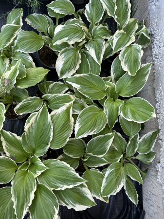 PLANTE PENTRU ZONE UMBRITE - Hosta "Cameo" – Plantă perenă ornamentală pentru grădini umbroase, cu frunziș decorativ