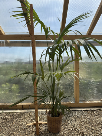 Howea 190 cm– Palmier Kentia elegant, ideal pentru interior și grădini [3]