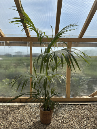 Howea 190 cm– Palmier Kentia elegant, ideal pentru interior și grădini [1]