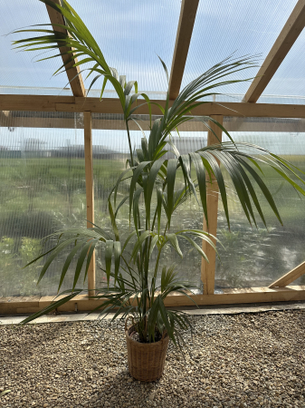 PLANTE EXOTICE SI TROPICALE - Howea 190 cm– Palmier Kentia elegant, ideal pentru interior și grădini