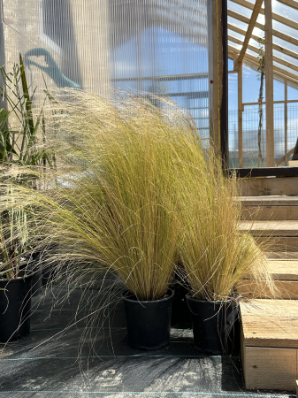 Flori și plante ornamentale - Iarbă ornamentală "coadă de ponei" - Stipa tenuifolia Pony Tails