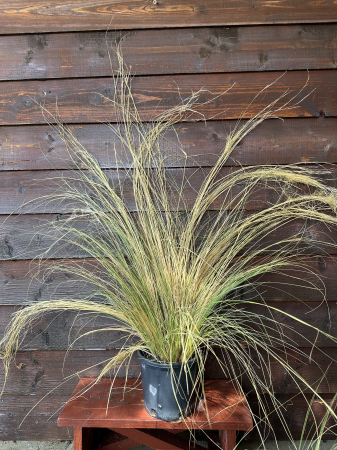 Iarbă ornamentală "coadă de ponei" - Stipa tenuifolia Pony Tails [2]