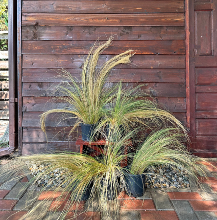 Iarbă ornamentală "coadă de ponei" - Stipa tenuifolia Pony Tails [1]