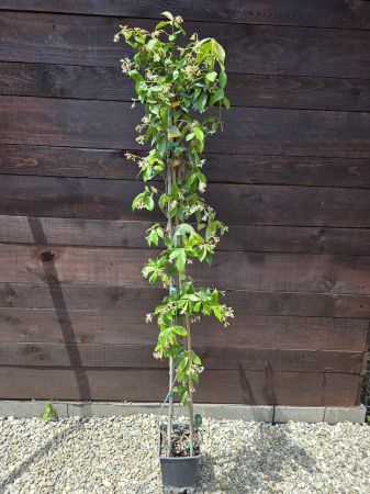 Iasomie – Plantă ornamentală parfumată, ideală pentru grădini și terase 130-140cm [1]