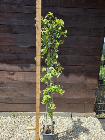 Iasomie – Plantă ornamentală parfumată, ideală pentru grădini și terase 130-140cm [2]