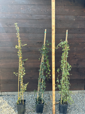 Iedera comună (Hedera helix) – Plantă cățărătoare veșnic verde, ideală pentru acoperiri și decorațiuni verticale [1]