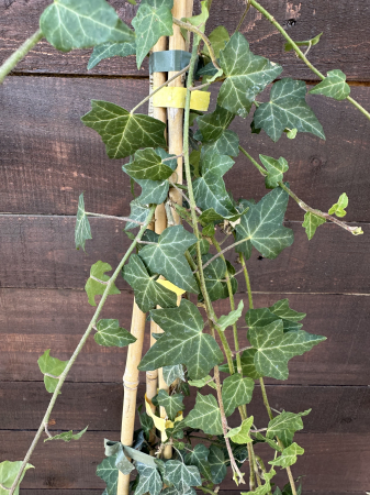 PLANTE CĂȚĂRĂTOARE - Iedera comună (Hedera helix) – Plantă cățărătoare veșnic verde, ideală pentru acoperiri și decorațiuni verticale