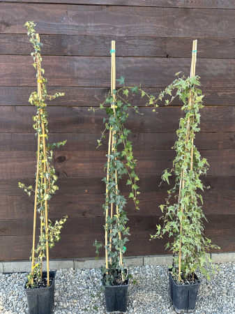 Iedera comună (Hedera helix) – Plantă cățărătoare veșnic verde, ideală pentru acoperiri și decorațiuni verticale [2]