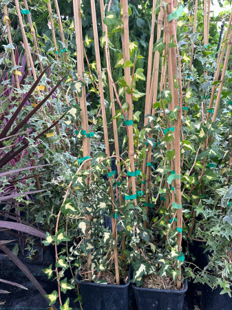 Iedera GoldHeart- Hedera helix 'Sagittifolia Variegata' [3]