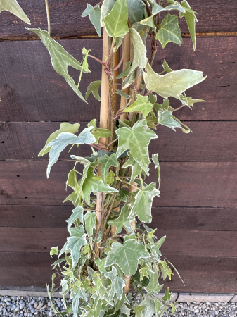 Iederă englezească veșnic verde – Iedera 'Glacier' – Hedera helix [2]