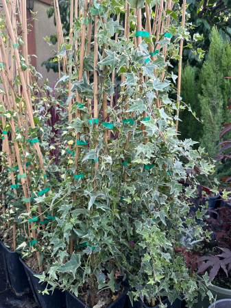 Iederă englezească veșnic verde – Iedera 'Glacier' – Hedera helix [1]