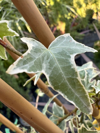 PLANTE CĂȚĂRĂTOARE - Iederă englezească veșnic verde – Iedera 'Glacier' – Hedera helix