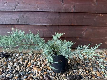 Conifere - Ienupăr Blue Alps (Juniperus chinensis), arbust decorativ albastru-argintiu, rezistent la secetă, semi-târâtor- AbundentGarden