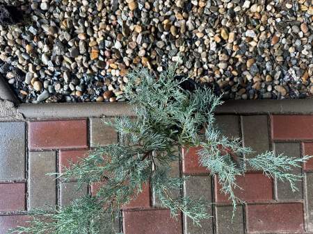 Ienupăr Blue Alps (Juniperus chinensis), arbust decorativ albastru-argintiu, rezistent la secetă, semi-târâtor- AbundentGarden [1]