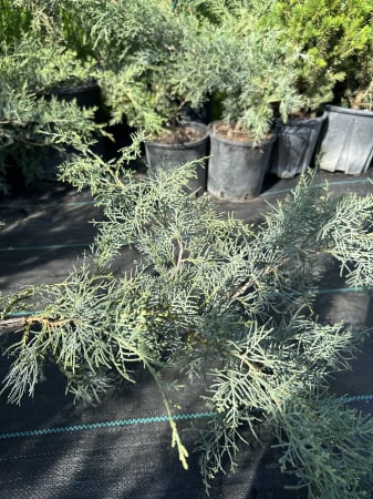 Ienupăr Blue Alps (Juniperus chinensis), arbust decorativ albastru-argintiu, rezistent la secetă, semi-târâtor- AbundentGarden [2]