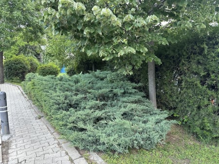 Ienupăr Blue Alps (Juniperus chinensis), arbust decorativ albastru-argintiu, rezistent la secetă, semi-târâtor- AbundentGarden [3]