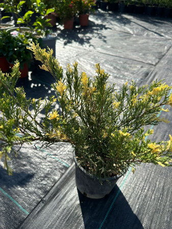 Ienupar Aureos (Juniperus) – Arbust ornamental cu acoperire aurie [2]