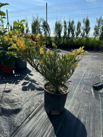 Ienupar Aureos (Juniperus) – Arbust ornamental cu acoperire aurie [1]