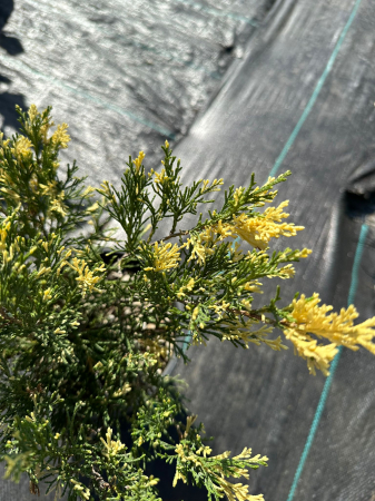 Conifere - Ienupar Aureos (Juniperus) – Arbust ornamental cu acoperire aurie