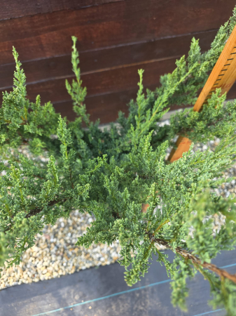 Ienupăr pe picior – Conifer ornamental elegant pentru grădini și ghivece decorative 110-130cm [1]