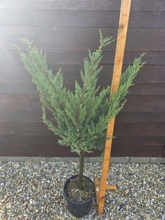Conifere - Ienupăr pe picior – Conifer ornamental elegant pentru grădini și ghivece decorative 110-130cm