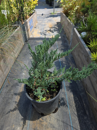 Conifere - Ienupăr târâtor albastru – Juniperus squamata Blue Carpet, conifer ornamental pentru grădină