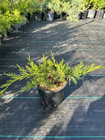 Ienupar Verde (Juniperus) – Arbust conifer verde pentru grădini și peisaje [1]