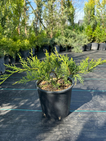 Ienupar Verde (Juniperus) – Arbust conifer verde pentru grădini și peisaje [2]