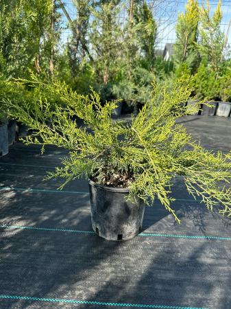 Conifere - Ienupar Verde (Juniperus) – Arbust conifer verde pentru grădini și peisaje