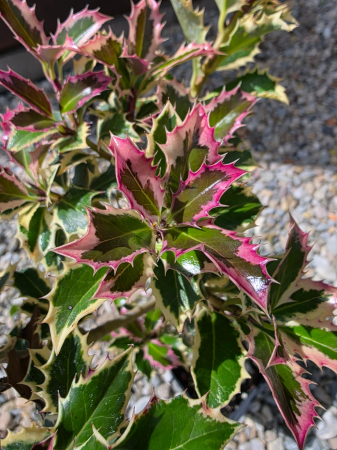 Arbuşti ornamentali - Ilex (Căpșun de iarnă) – Arbust ornamental cu fructe roșii decorative