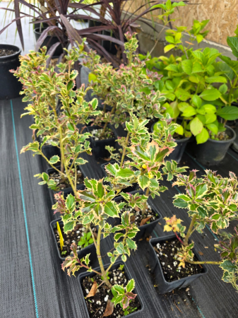 Ilex (Căpșun de iarnă) – Arbust ornamental cu fructe roșii decorative [1]