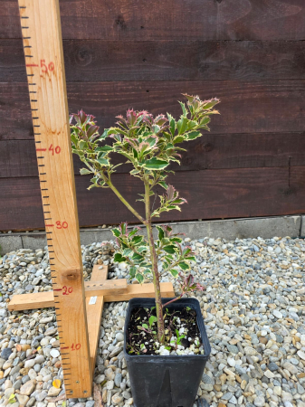 Ilex (Căpșun de iarnă) – Arbust ornamental cu fructe roșii decorative [2]