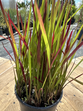 Imperata cylindrica – Iarbă ornamentală cu frunze roșii vibrante [1]