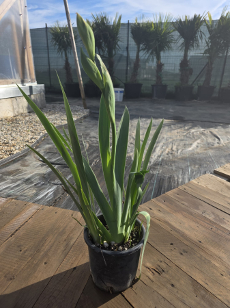 Iris Stânjenel – Plantă perenă ornamentală cu flori elegante și colorate [1]