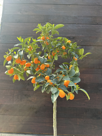 Kumquat - Citrus fortunella margarita 40-60cm vesnic verde [4]