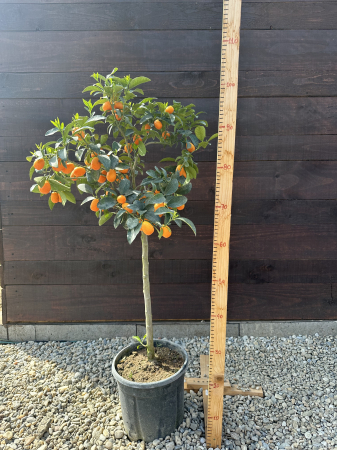 Kumquat - Citrus fortunella margarita 40-60cm vesnic verde [5]