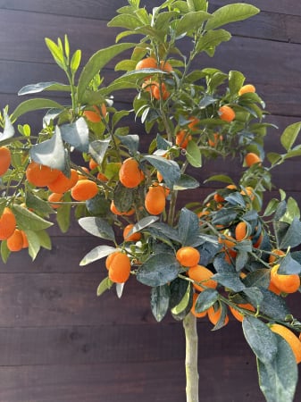 Plante de interior - Kumquat - Citrus fortunella margarita 40-60cm vesnic verde
