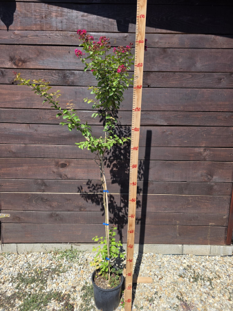 Lagerstroemia indica – Liliac indian, arbust ornamental cu flori roz spectaculoase 140-150cm [1]