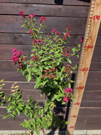 Arbori - Lagerstroemia indica – Liliac indian, arbust ornamental cu flori roz spectaculoase 140-150cm