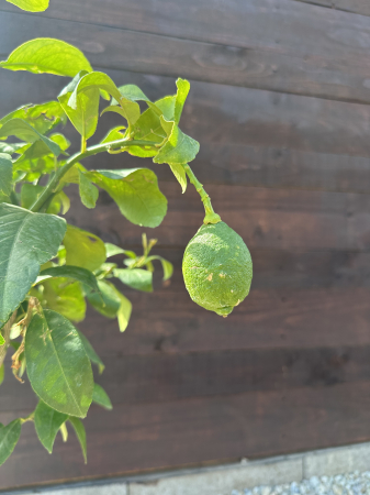 Lămâi (Citrus lemon) – Arbust citric cu fructe aromate, ideal pentru ghivece și grădini mediteraneene [1]