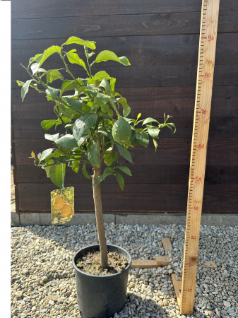 Pomi fructiferi - Lămâi (Citrus lemon) – Arbust citric cu fructe aromate, ideal pentru ghivece și grădini mediteraneene