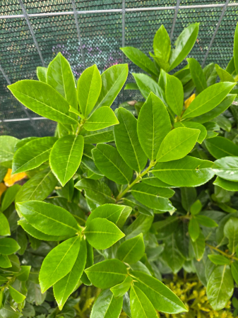 Laur englezesc (Prunus laurocerasus) – Arbust ornamental pentru gard viu dens și verde 80-90cm [1]