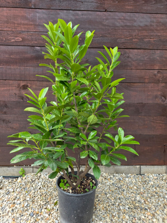 GARD VIU - Laur englezesc (Prunus laurocerasus) – Arbust ornamental pentru gard viu dens și verde 80-90cm